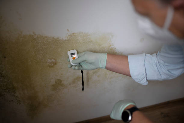 Best Emergency Mold Remediation in Gilbertsville, PA